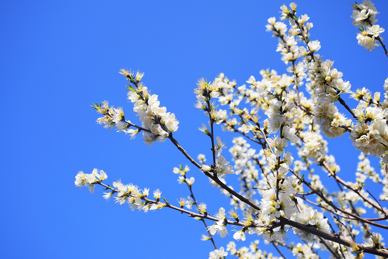 apricot-blossom-2267892_1280