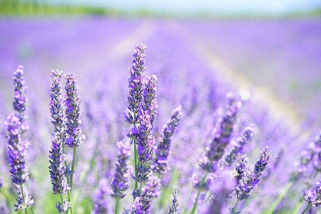 lavender-blossom-1595581_640