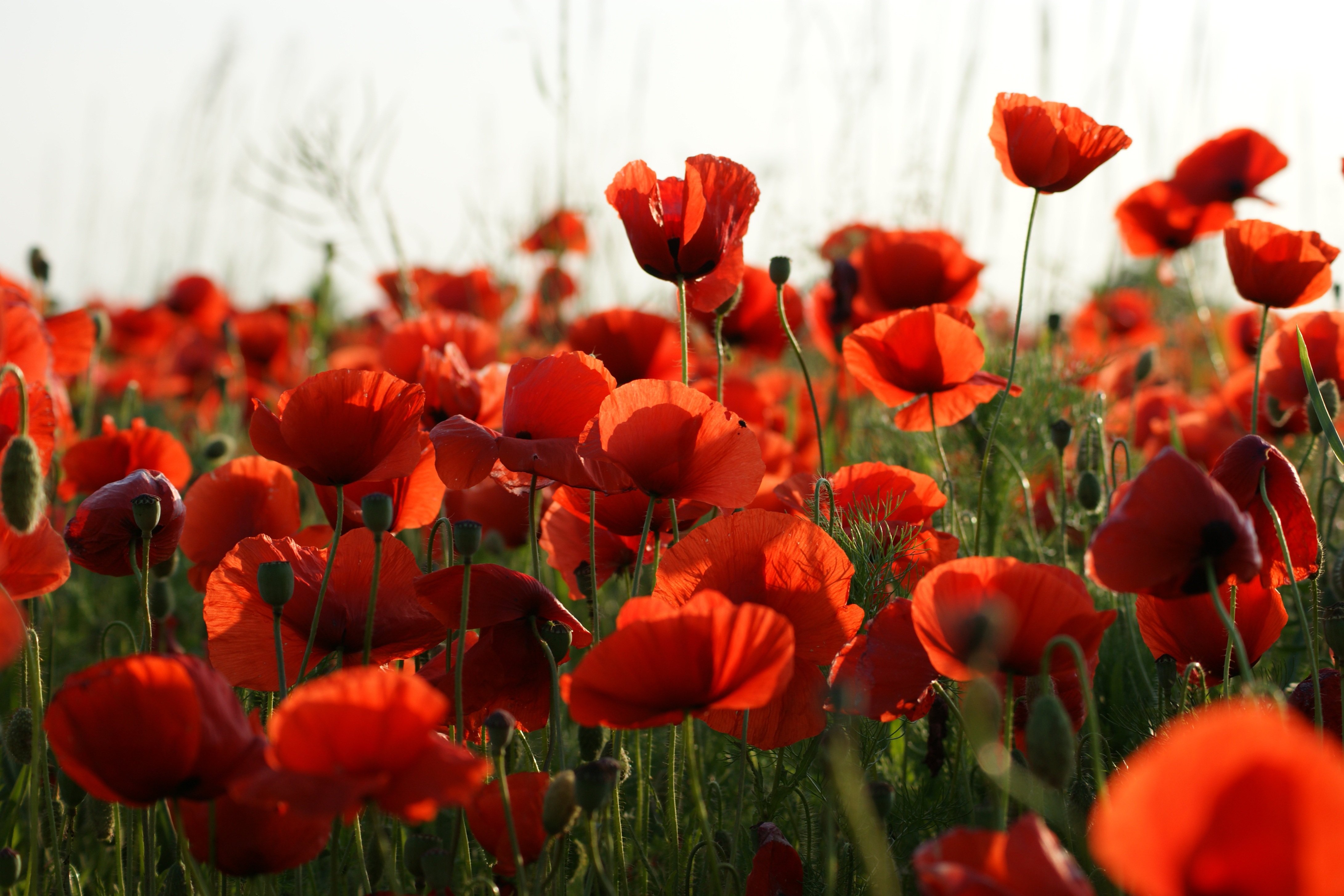 vijakob-poppies-4839317